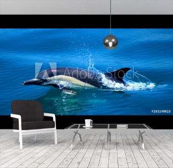 Picture of Dolphin in the water nature wildlife
